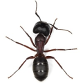 Na mravce a lezúci hmyz