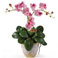 Na orchideje