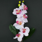 Orchidea kusovka, 78 cm