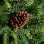 Vianočný strom Borys
