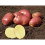 Zemiaky minisadba Mozart 1 kg