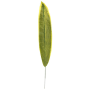 List sansevierii 61 cm