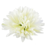 Chryzantéma hlava Ana 12 cm  Lt.Yellow/Green 24 ks/bal
