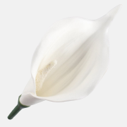 Kala mini penová hlava Pure White 13 cm 24 ks/bal