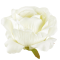 Ruža hlava 12 cm Cream/Lt.Yellow 12 ks/bal