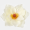 Magnolia hlava 17 cm, Yellow/Orange 12 ks/bal