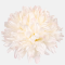 Chryzantéma hlava saténová, Cream/Pink, 16 cm, 12 ks/bal