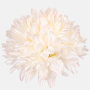 Chryzantéma hlava saténová, Cream/Pink, 16 cm, 12 ks/bal