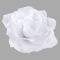 Ruža francúzska hlava 13 cm, Pure white 12 ks/bal