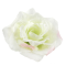 Ruža francúzska hlava 13 cm, Lt.Green/PinkEdge, 12 ks/bal