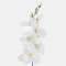 Gladiola kusovka saténová 54 cm Krémovo-Žltá KT23