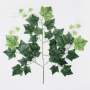 Konár fikus Green w/White Edge 60cm  KT01