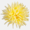 Chryzantéma ihlovitá hlava 13 cm, Yellow, 12 ks/bal