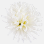 Chryzantéma ihlovitá hlava 13 cm, Cream, 12 ks/bal
