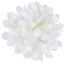 Chryzantéma hlava 10 cm, CREAM , 24 ks/bal