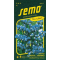 Limonka zohnutá (Statica) BLUE 0,5 g (4H)